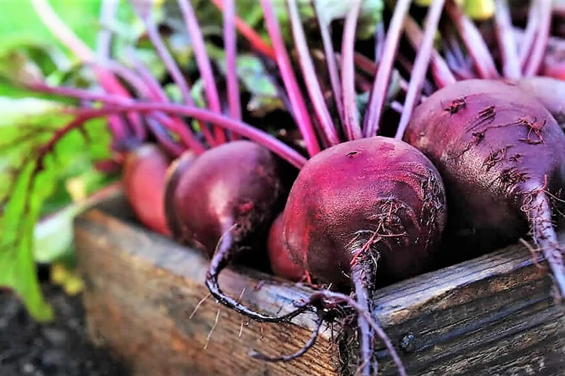 betterave rouge