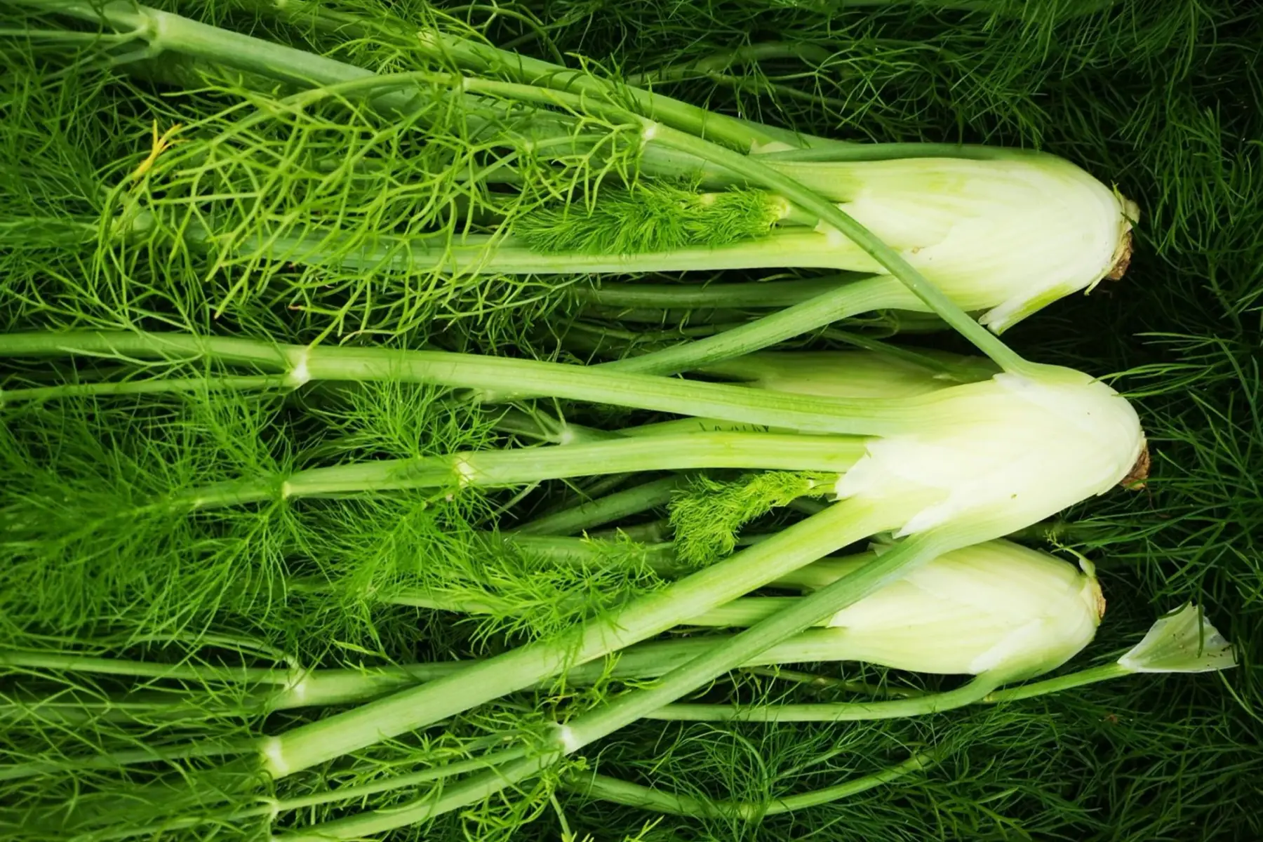 fenouil jeune - botte de 3