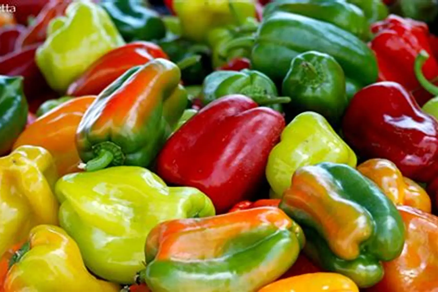 Poivrons mutlicolores - mélange