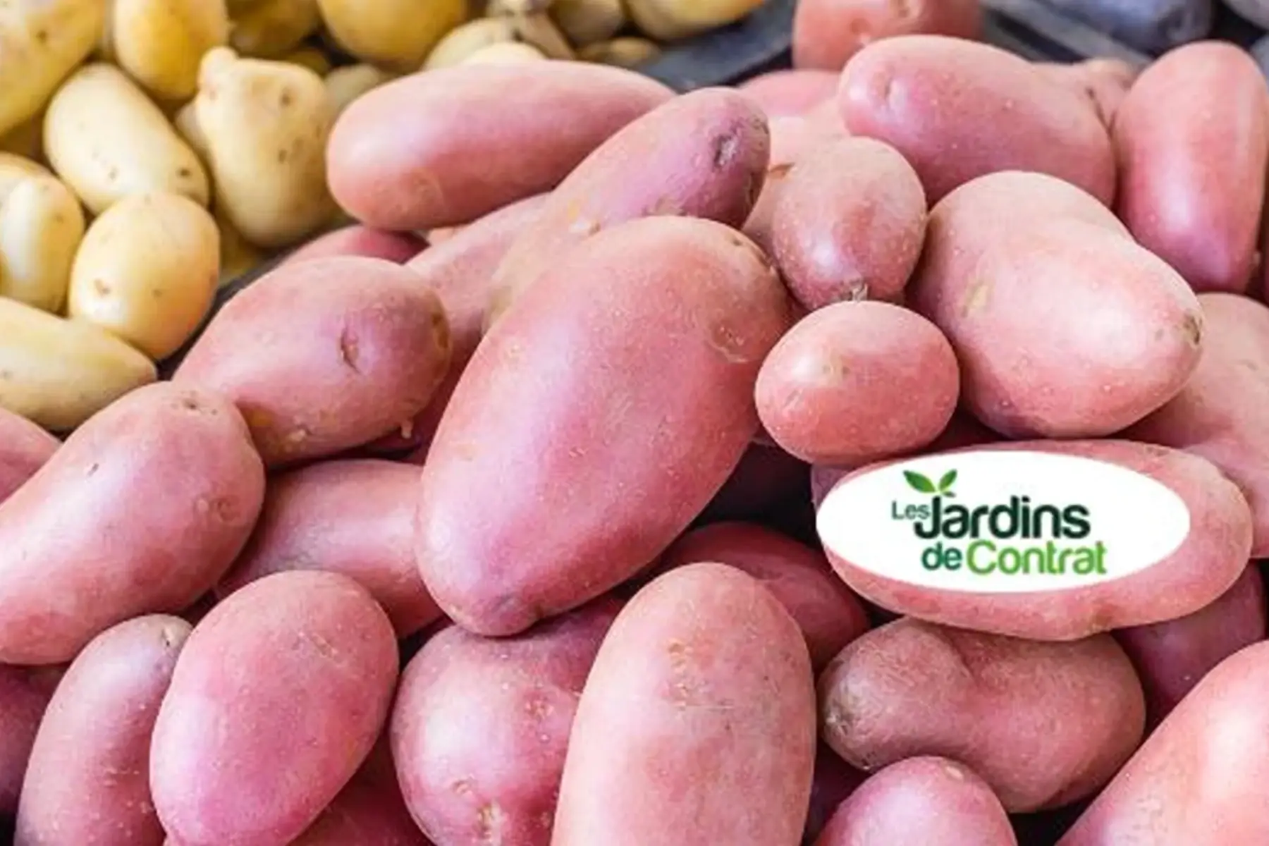pomme de terre rose - chair tendre