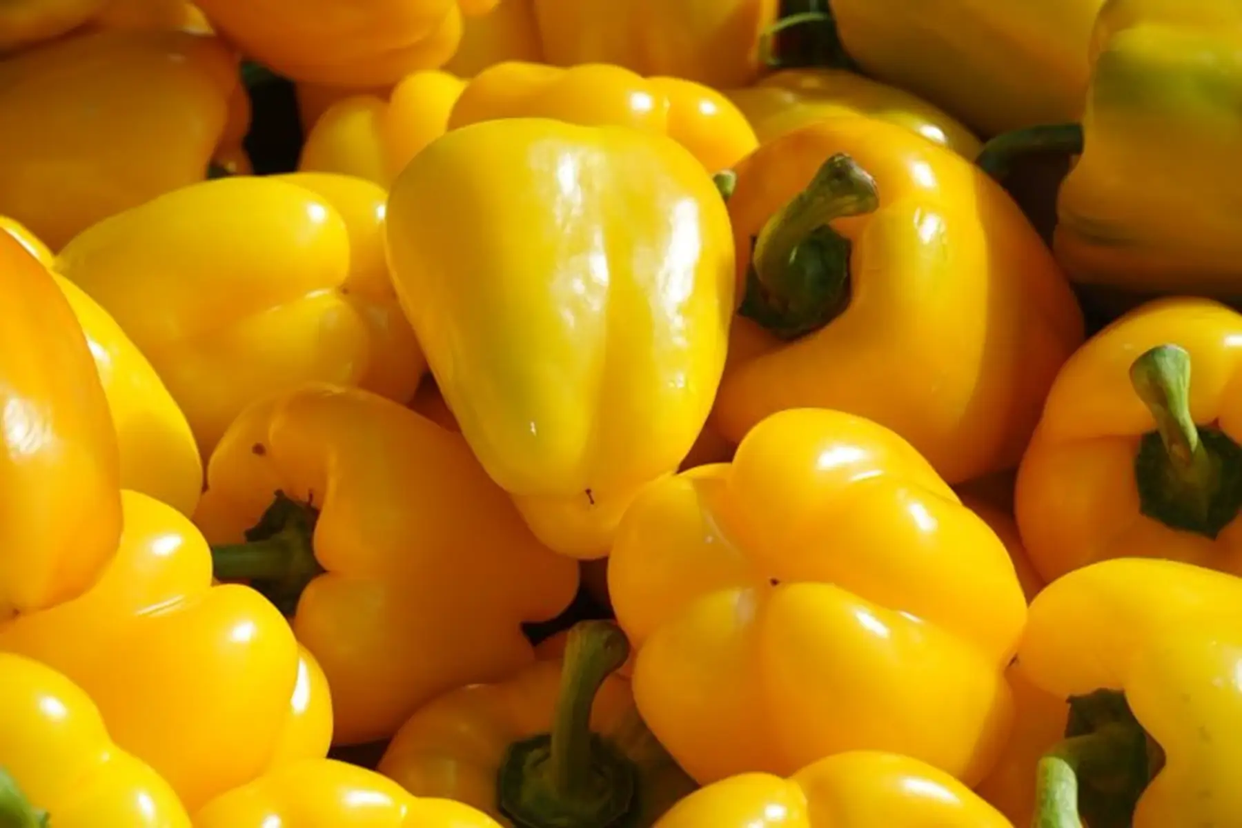 Plant de poivron jaune BIO - variété ELSA