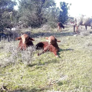 La ferme du Crock'ut