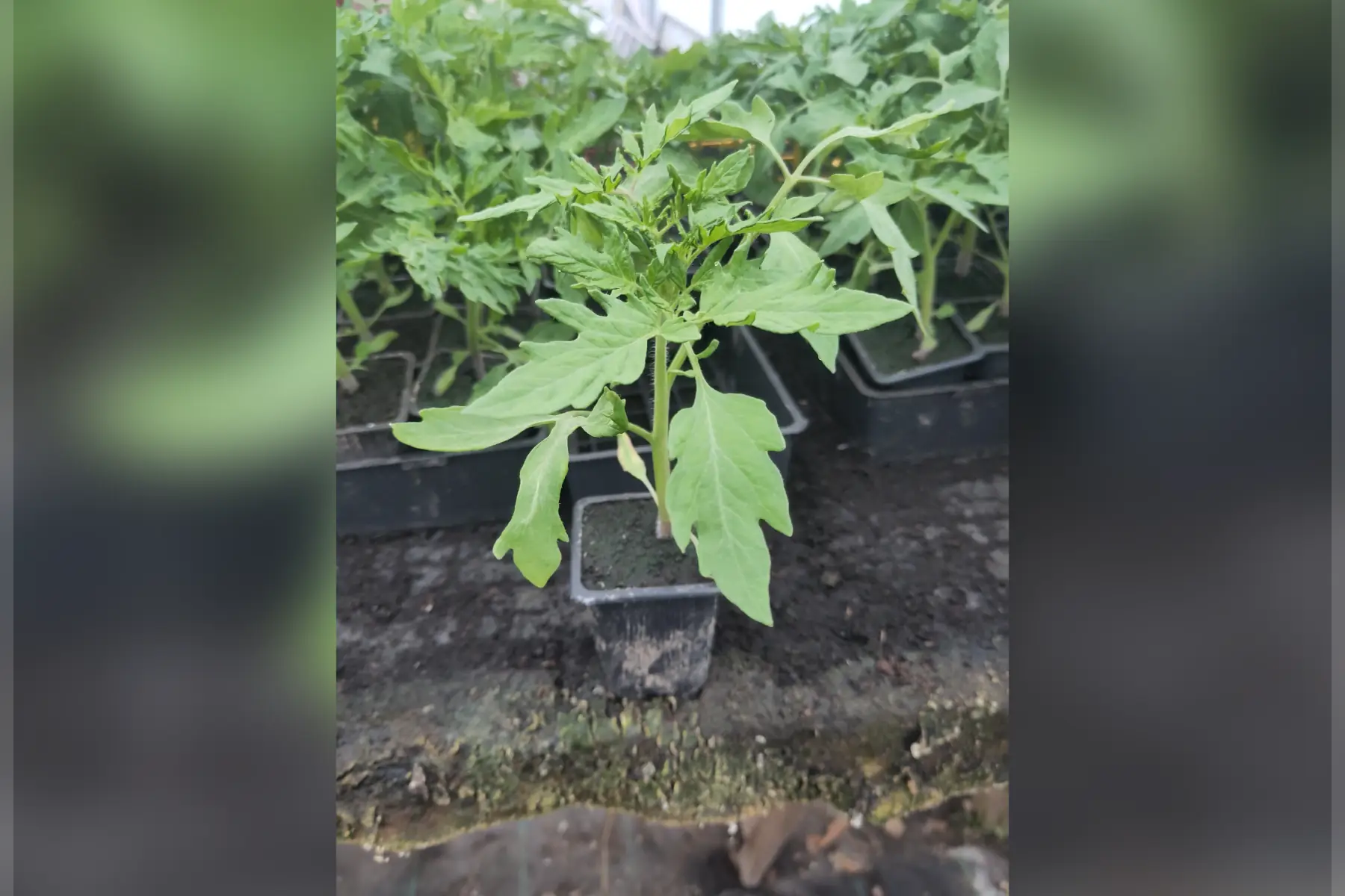 Plant de tomate rose de Berne