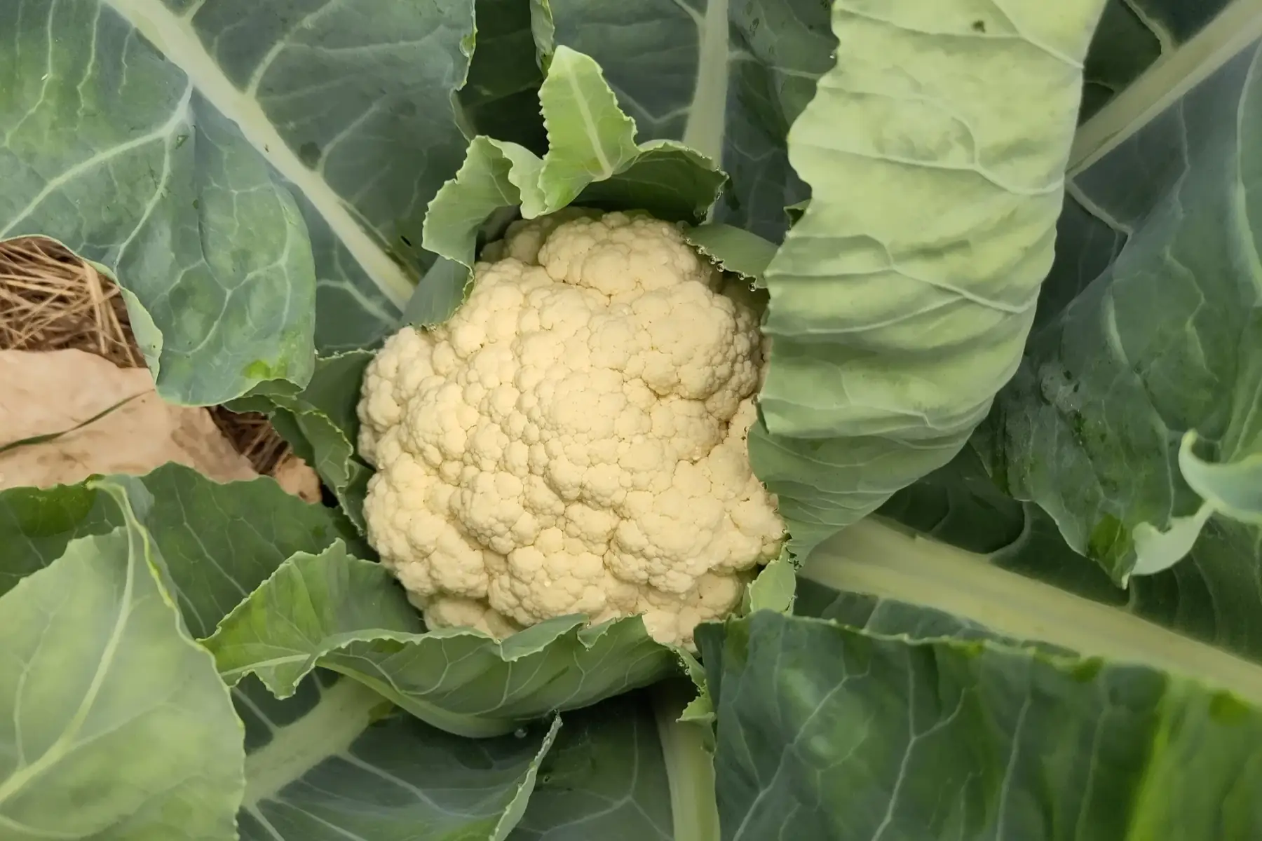 chou-fleur