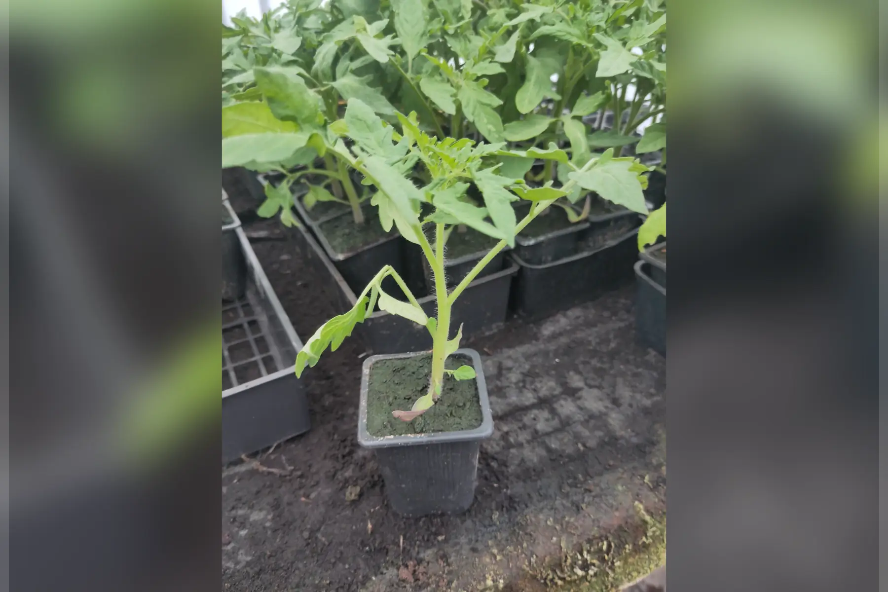 Plant de tomate Green Zebra