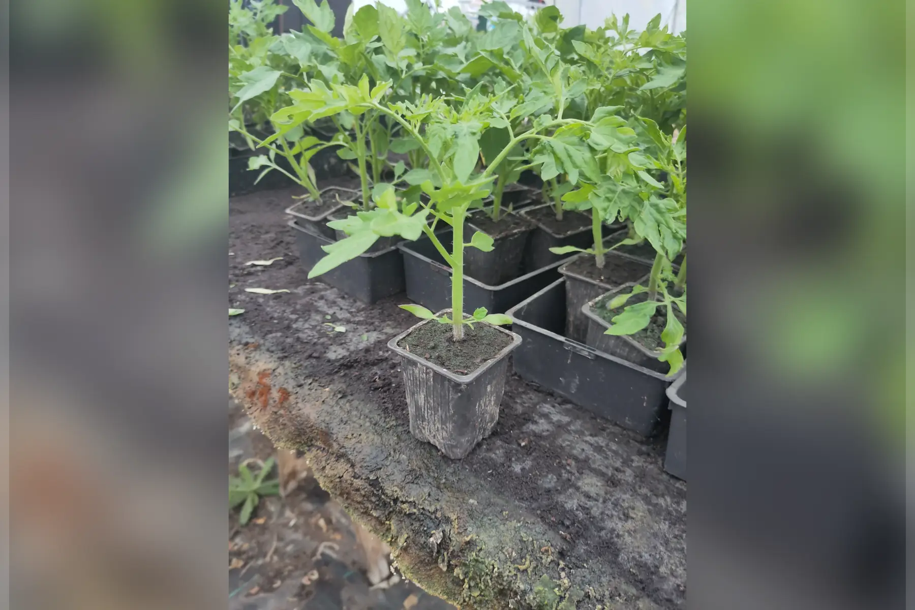Plant de tomate cerise Black Cherry