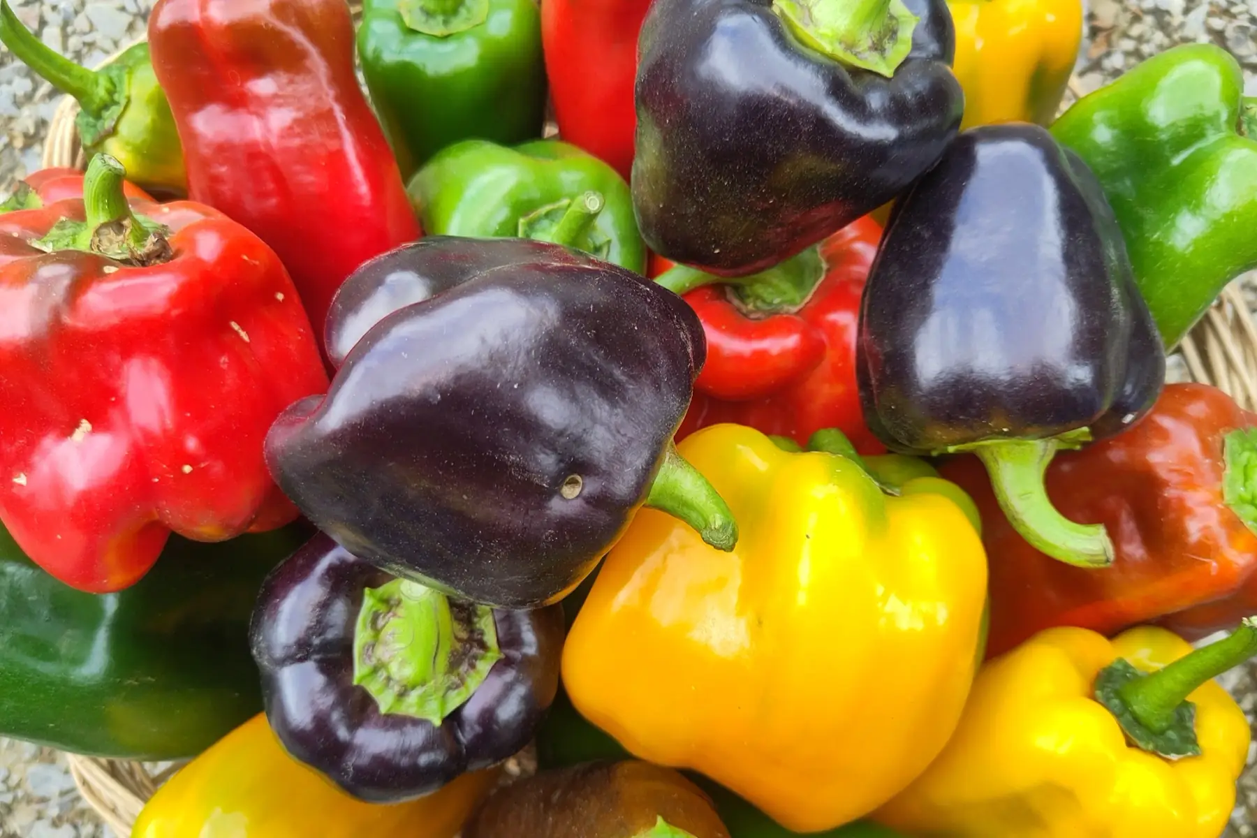 poivron mélange