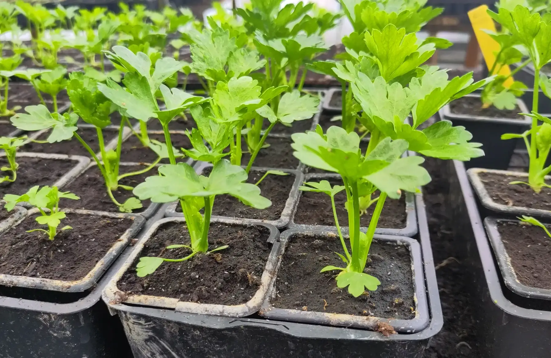 plant de céleri rave