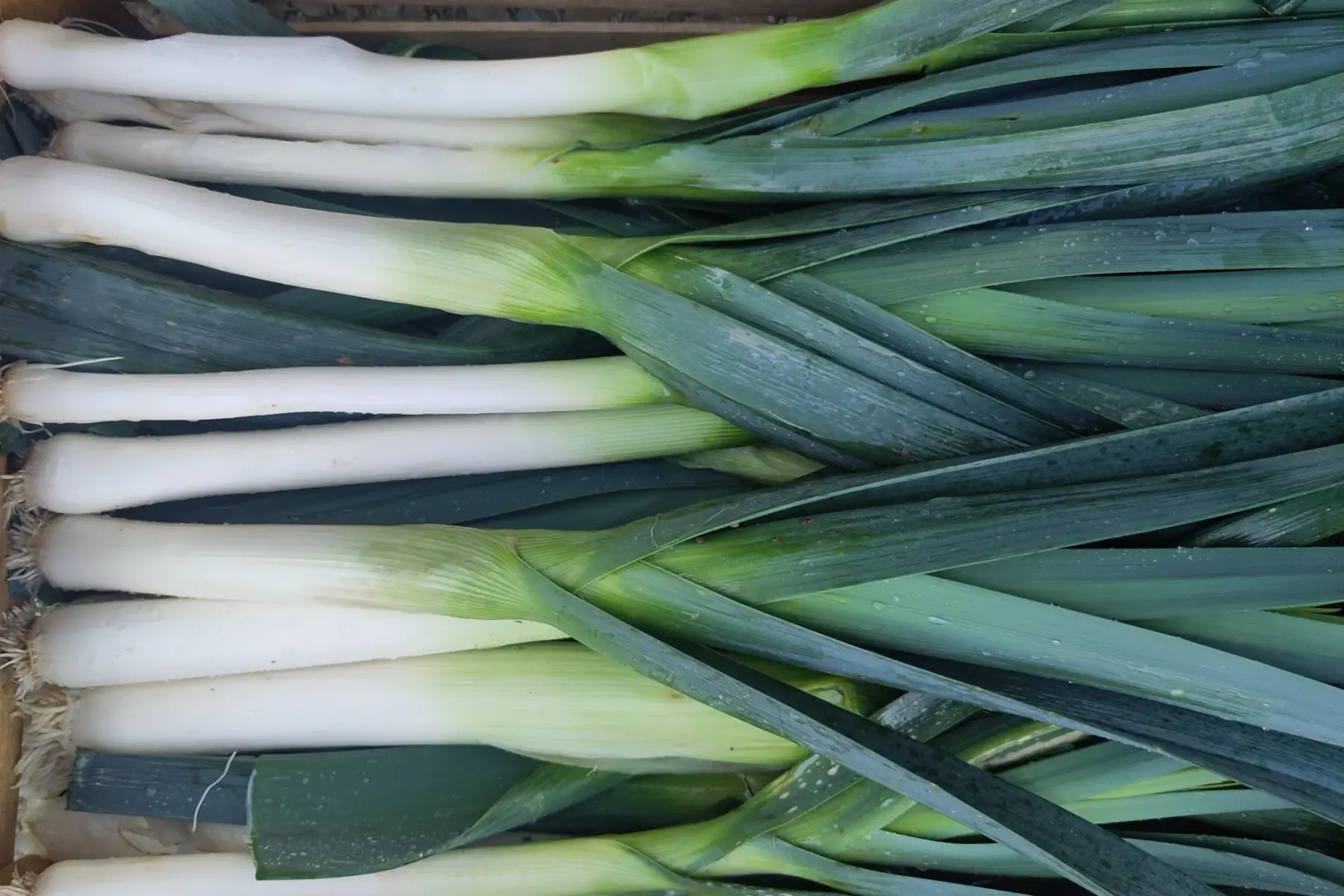 poireaux