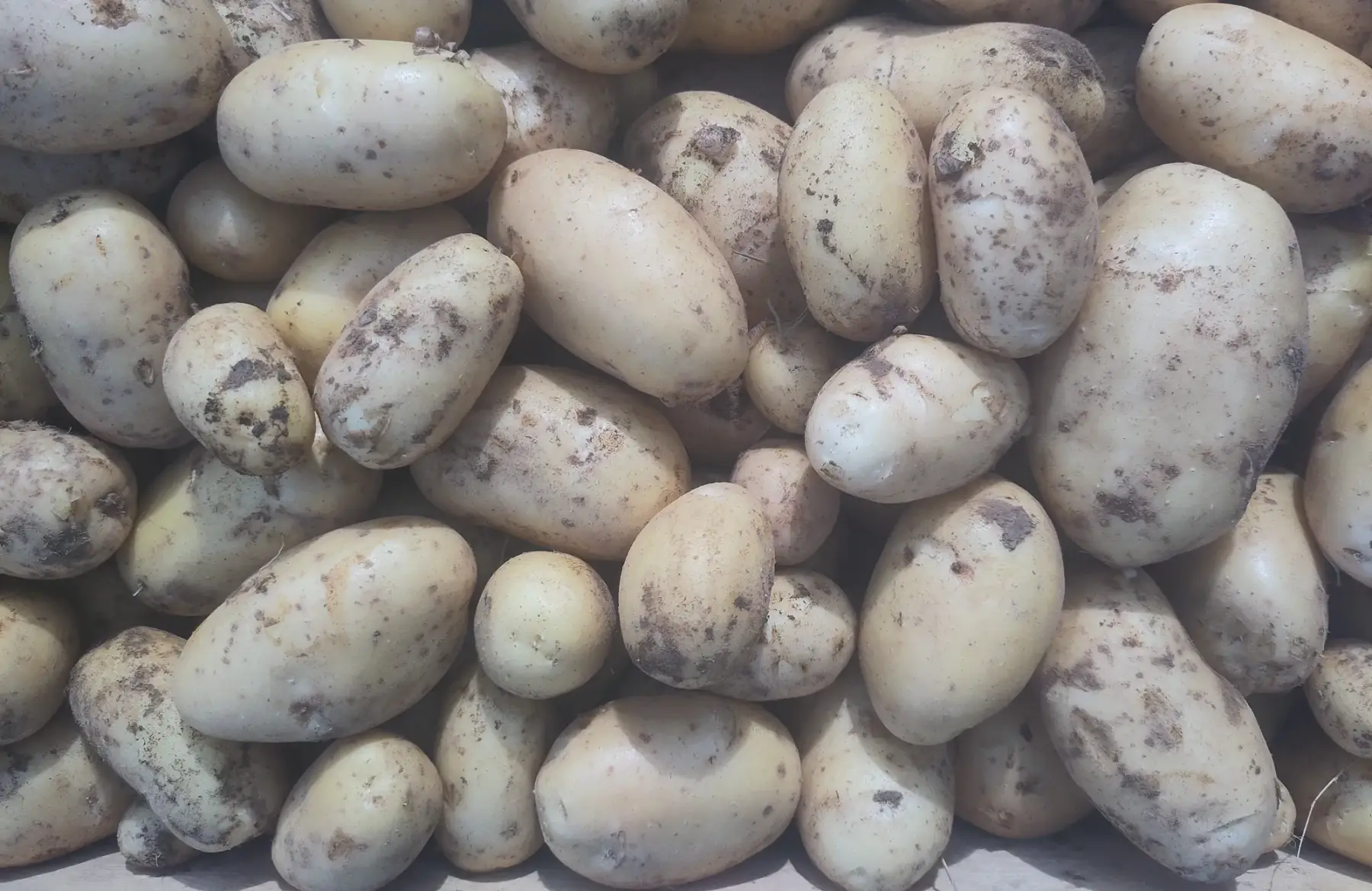 pommes de terre primeur