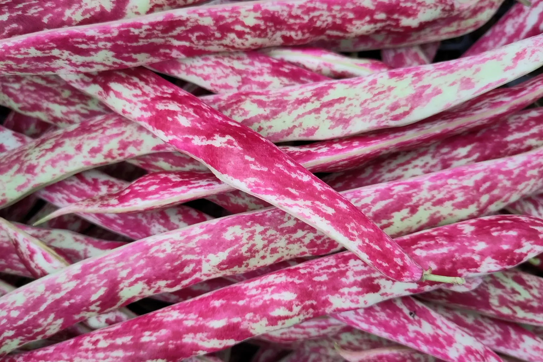 haricot à écosser (Borlotto)