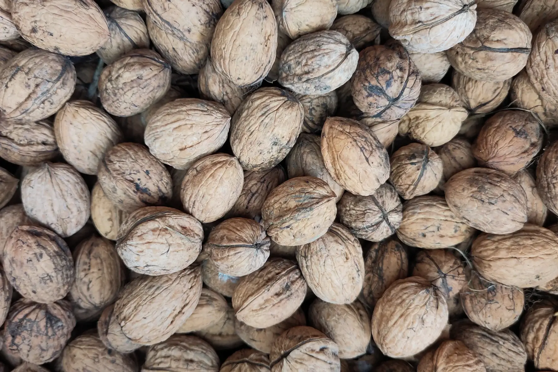 noix entières