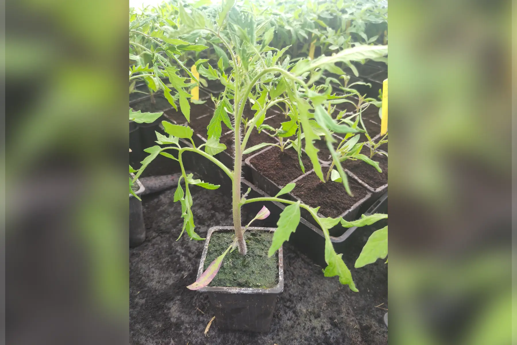 Plant de tomate cœur de bœuf rouge