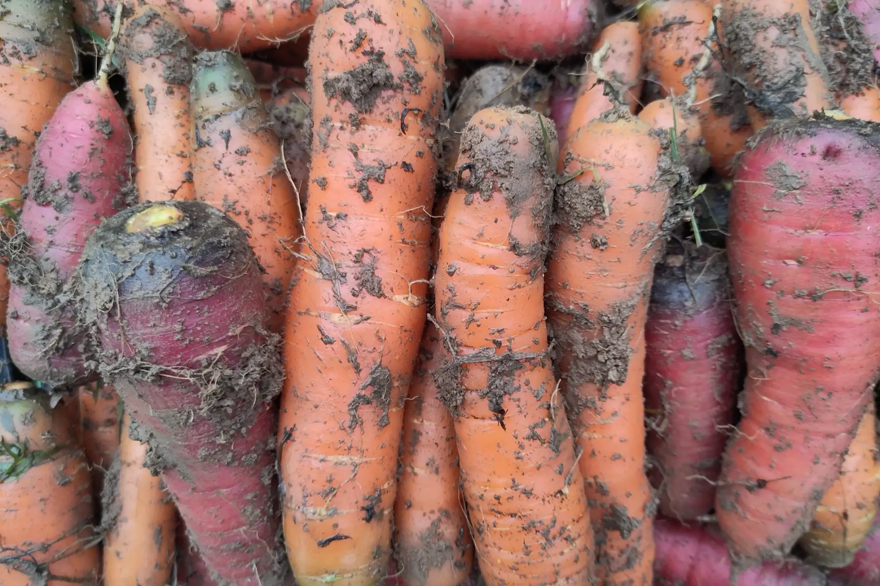 carotte non lavée (conservation)