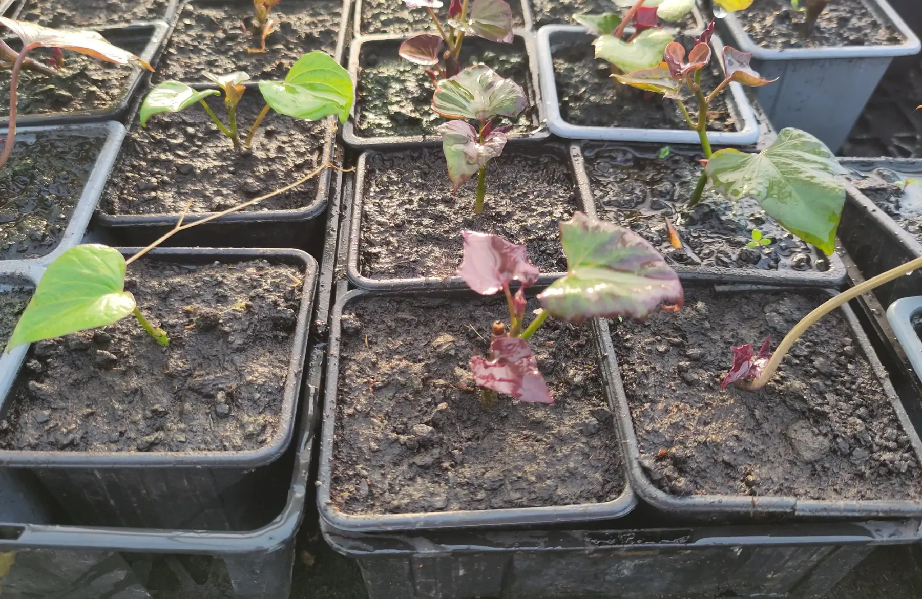 Plant de patate douce