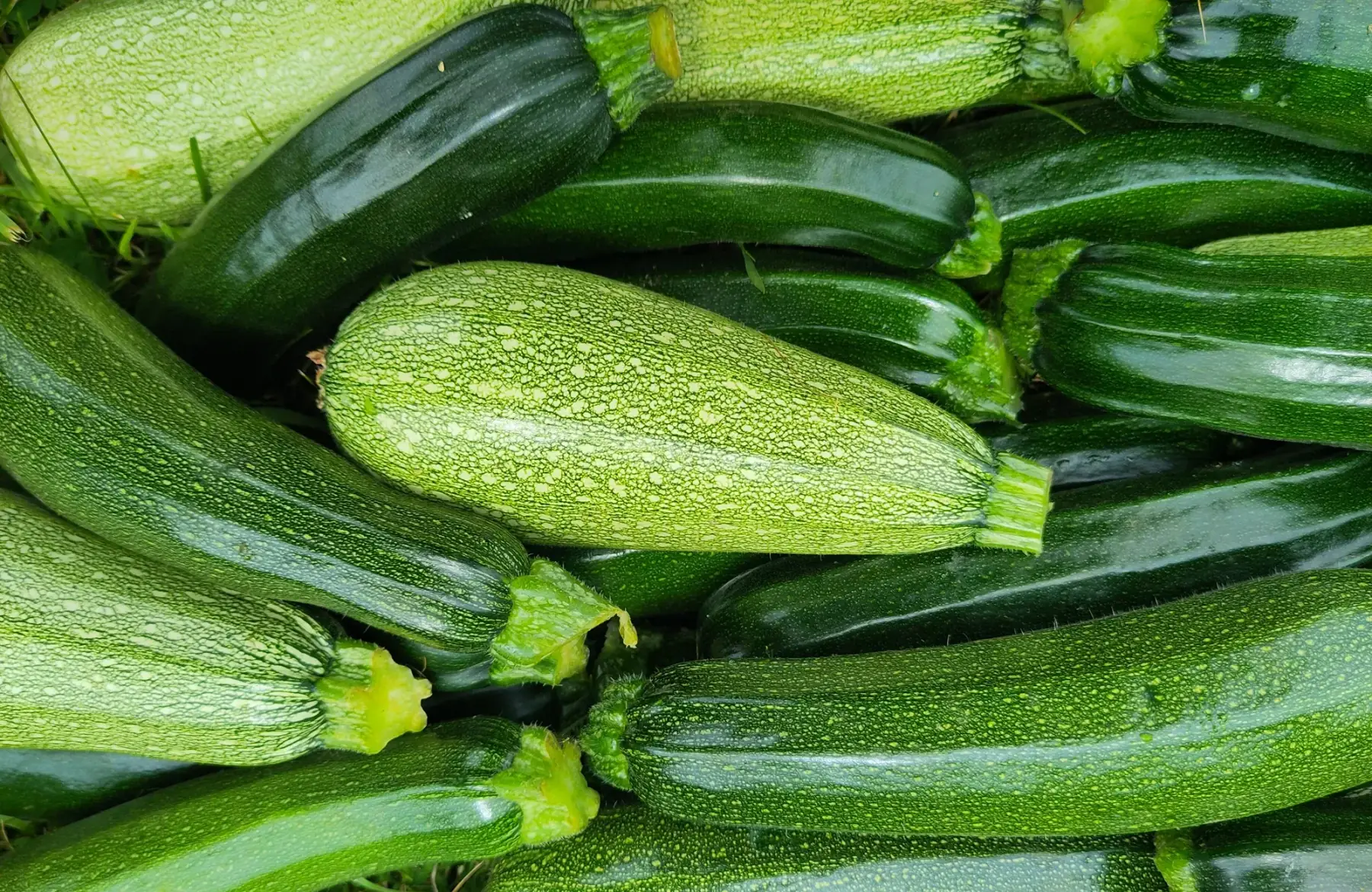 courgette
