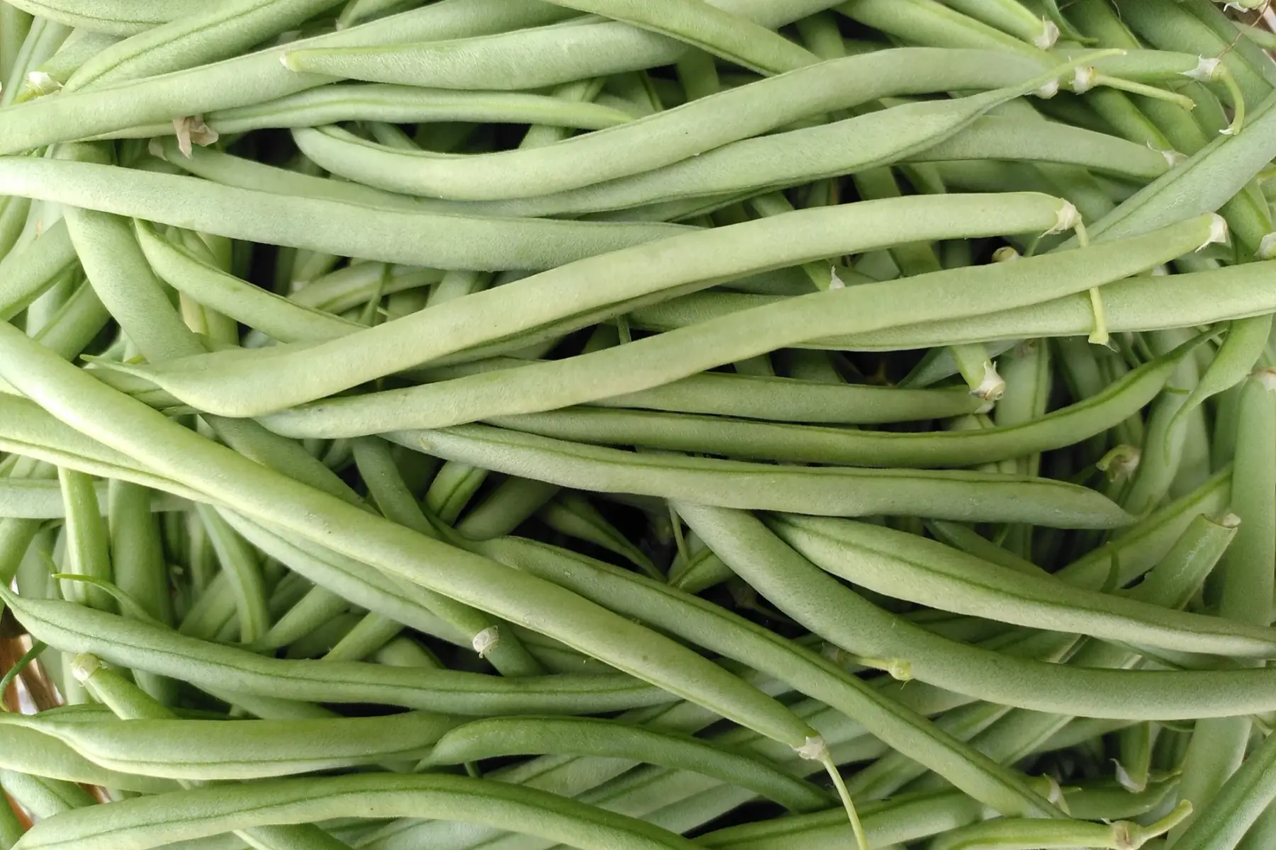 haricot vert