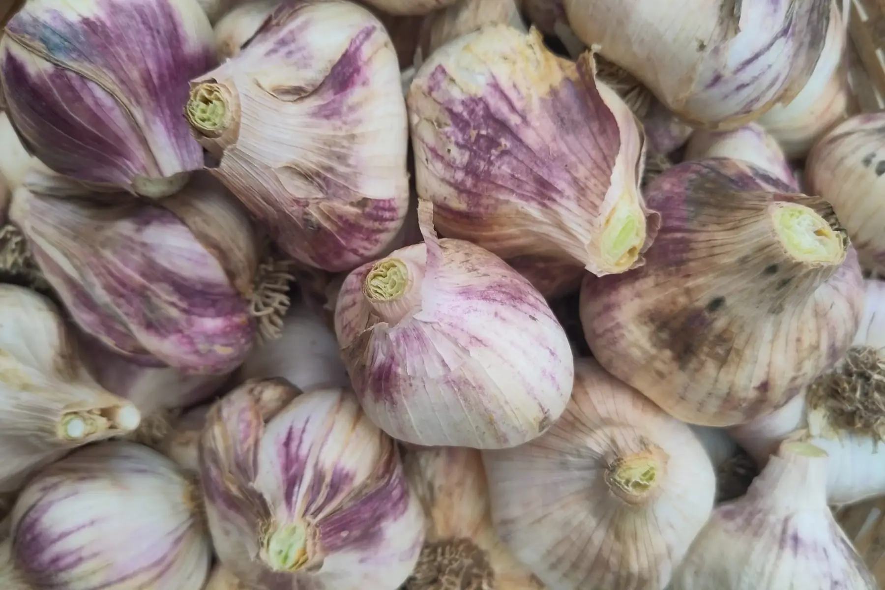 ail (origine Drôme)