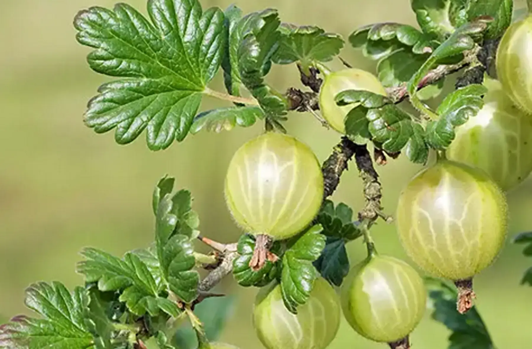 Groseillier à maqueraux