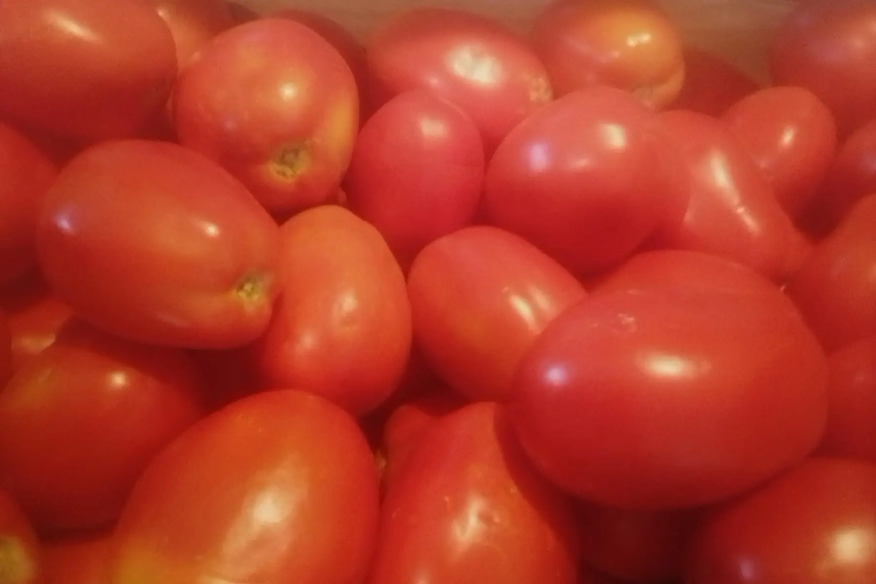 plateau tomates à coulis - 5kg