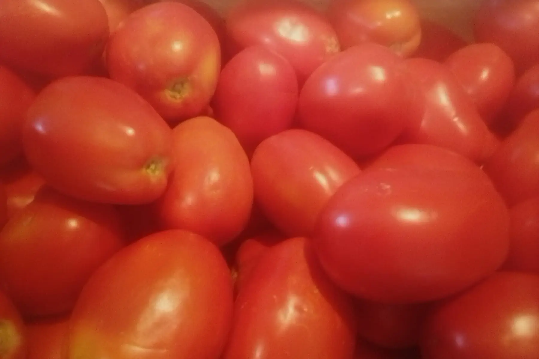 tomate à coulis (roma)