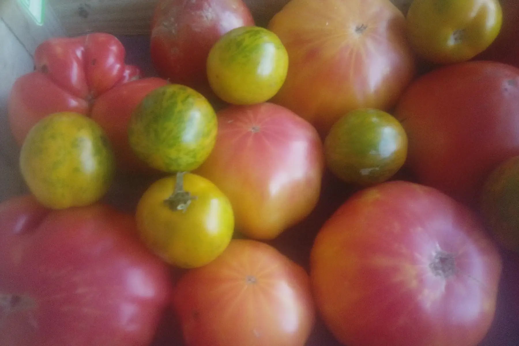 plateau tomates anciennes 4kgs