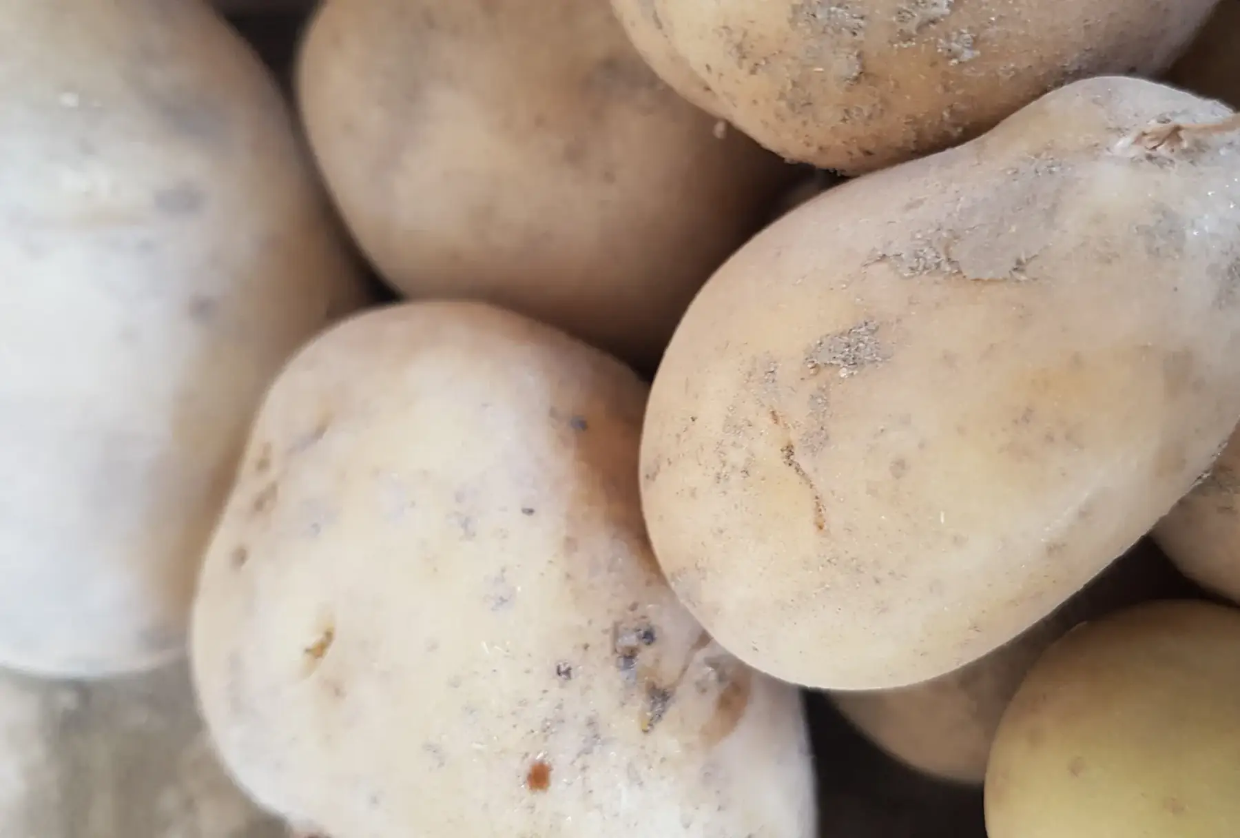 pomme de terre primeur