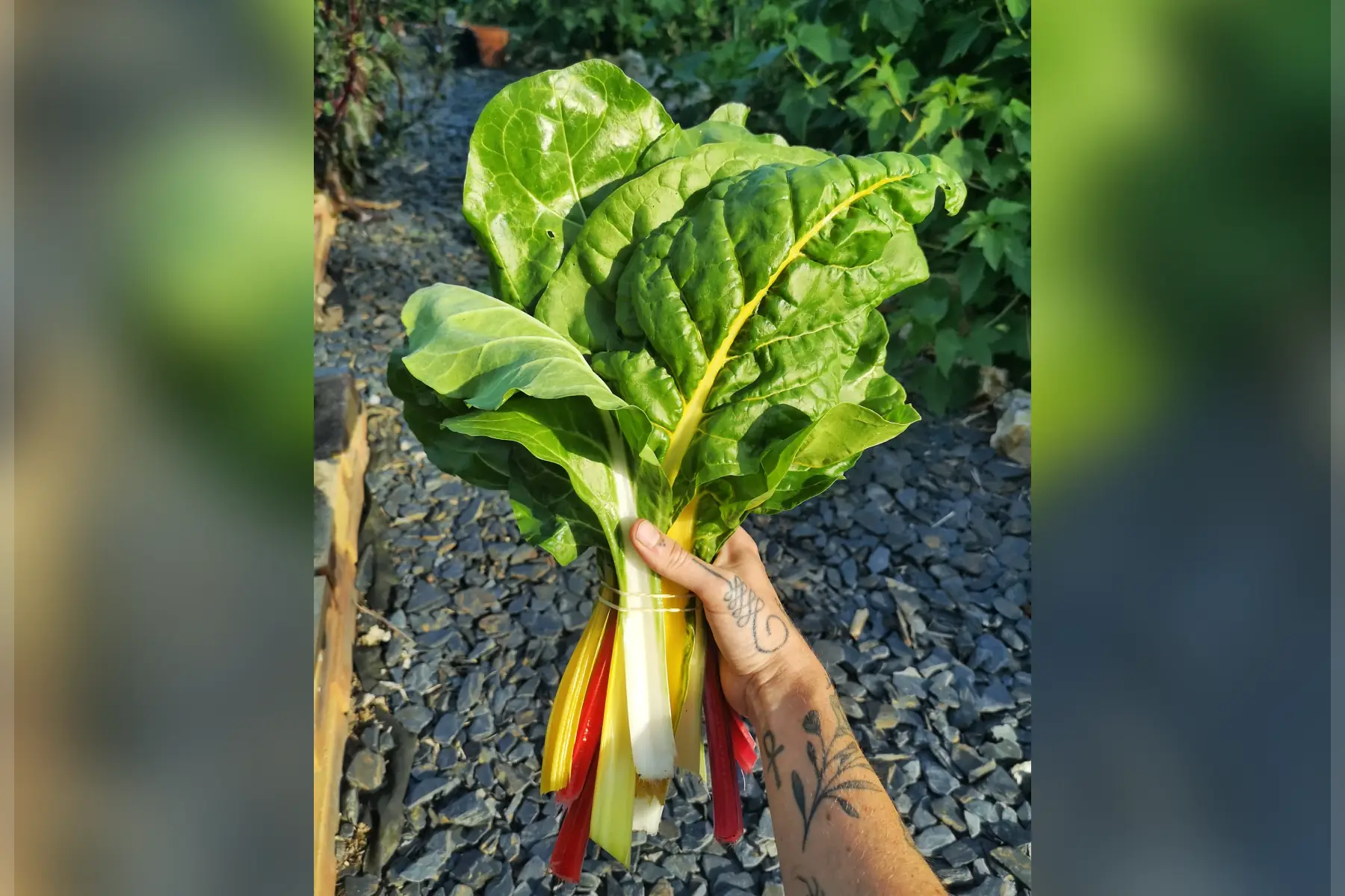 blettes multicolores