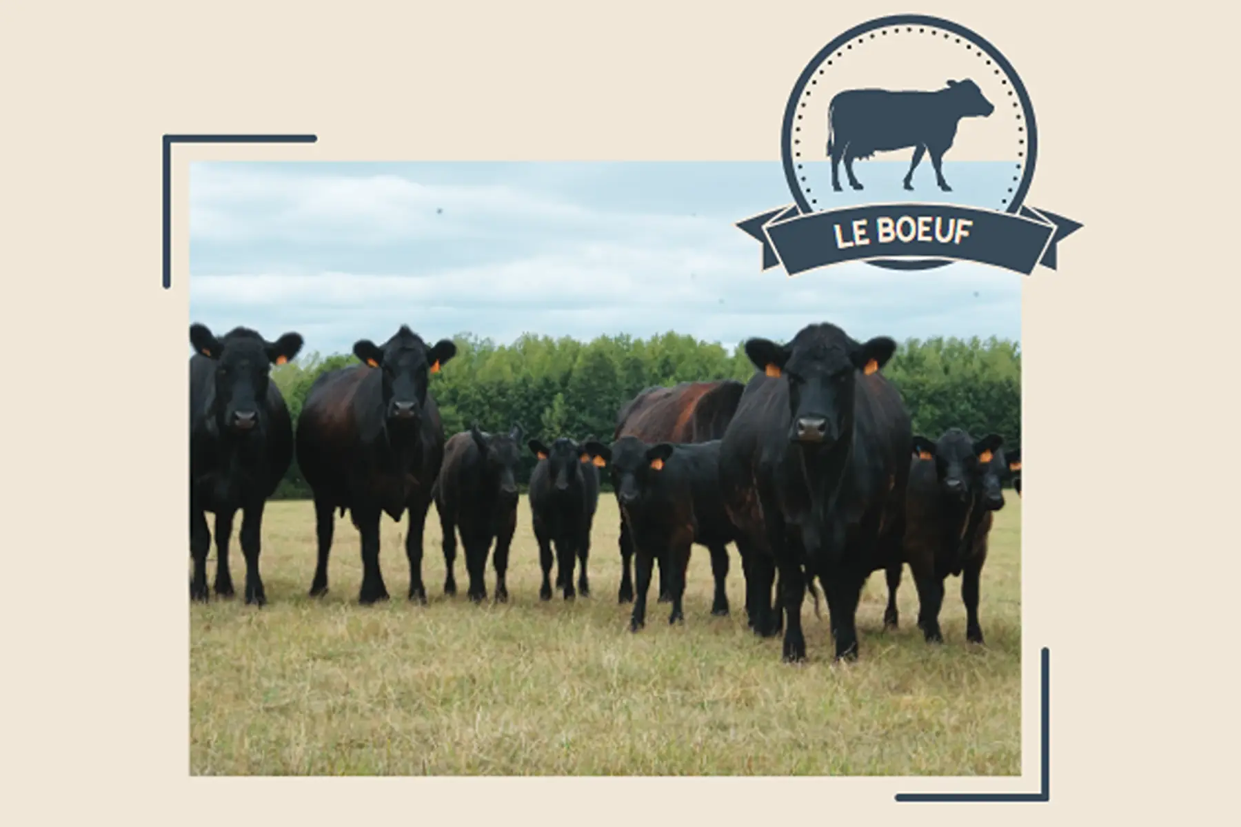 colis de viande de bœuf de race angus