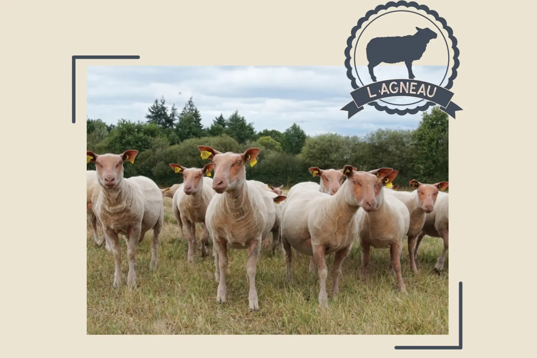 colis de viande d'agneau