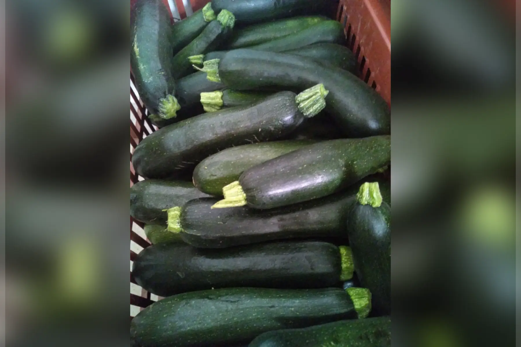 courgette verte