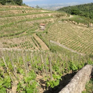 scea rousset - chazal