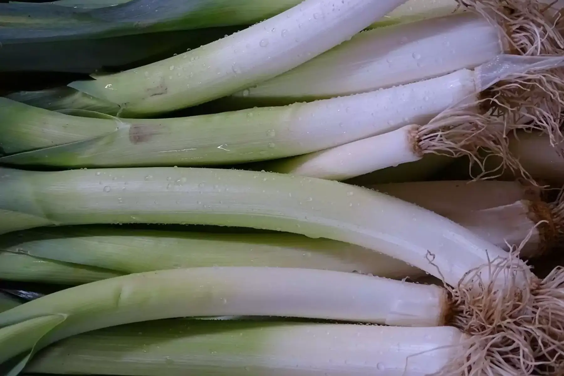 blanc de poireaux botte 500g