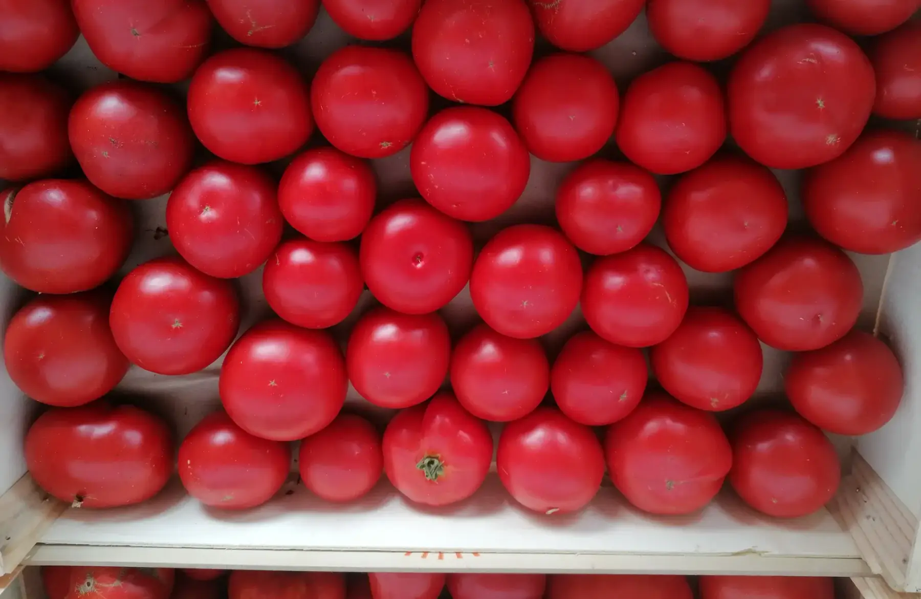 tomates rondes - plateau 6kg
