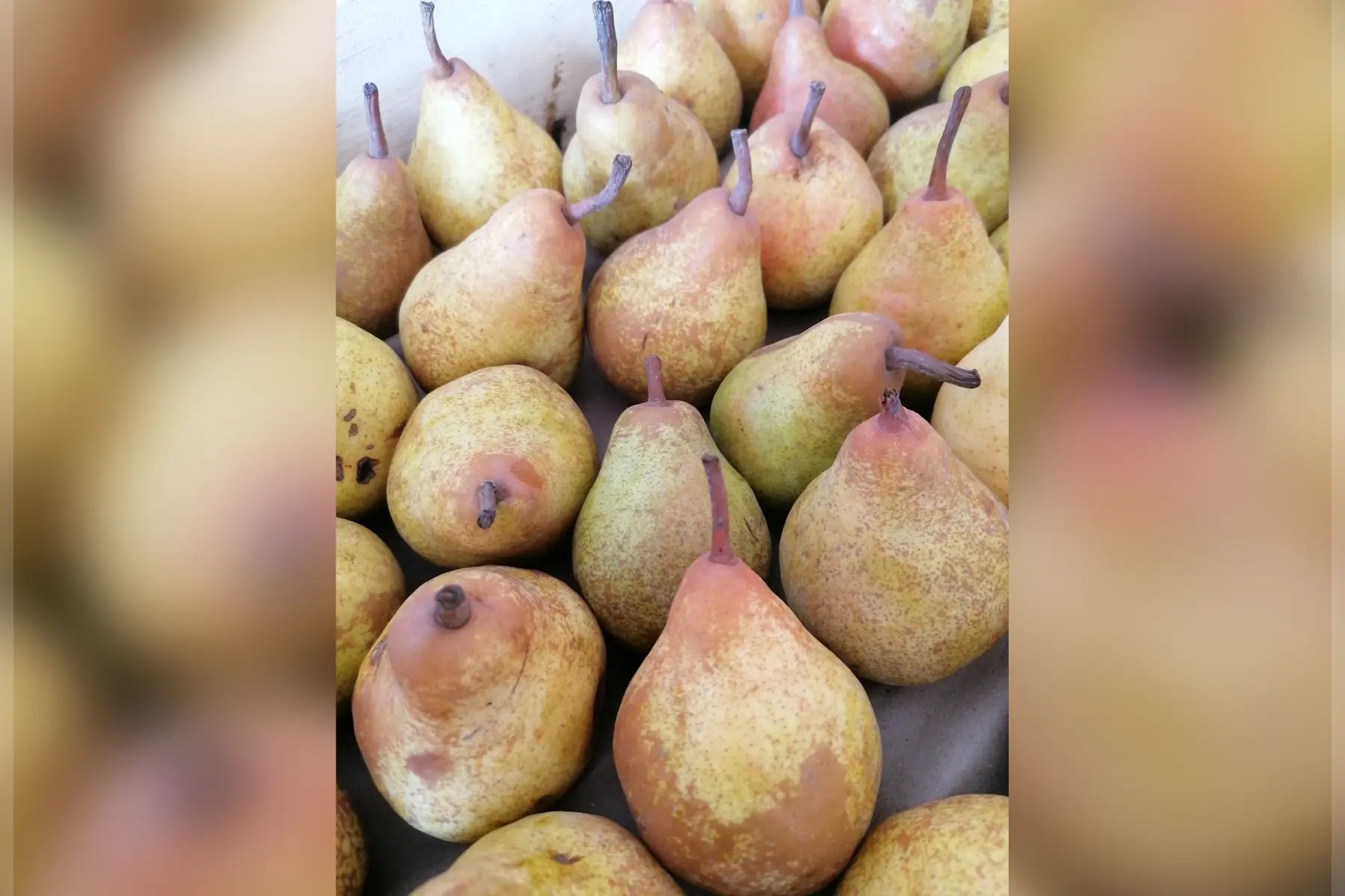 poire (conférence/beure harbi)