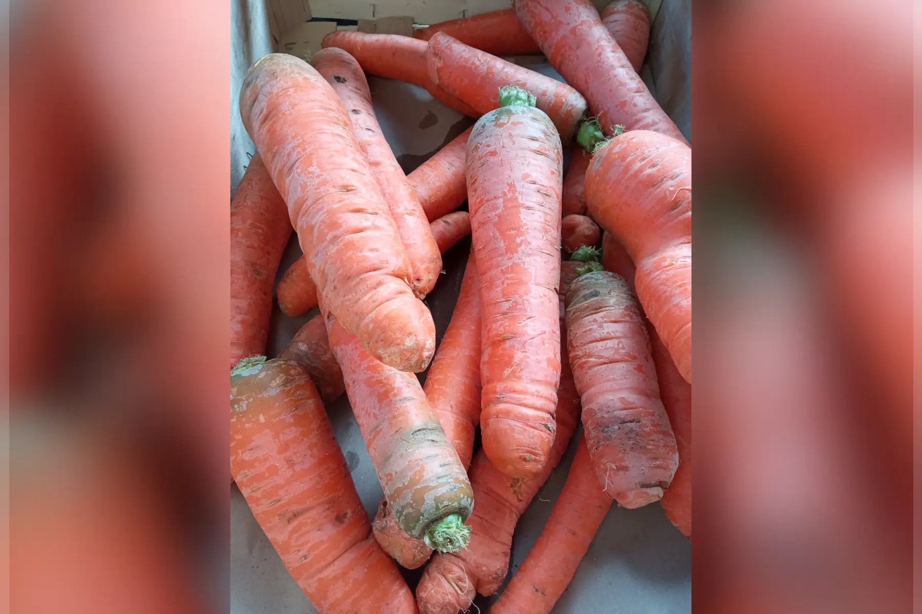 carottes 1kg