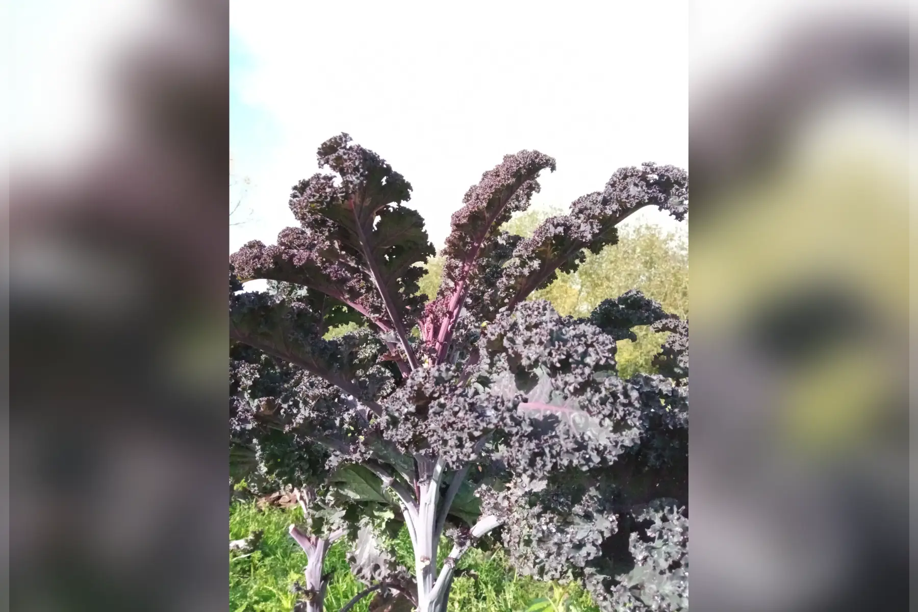 choux kale DE TOSCANE