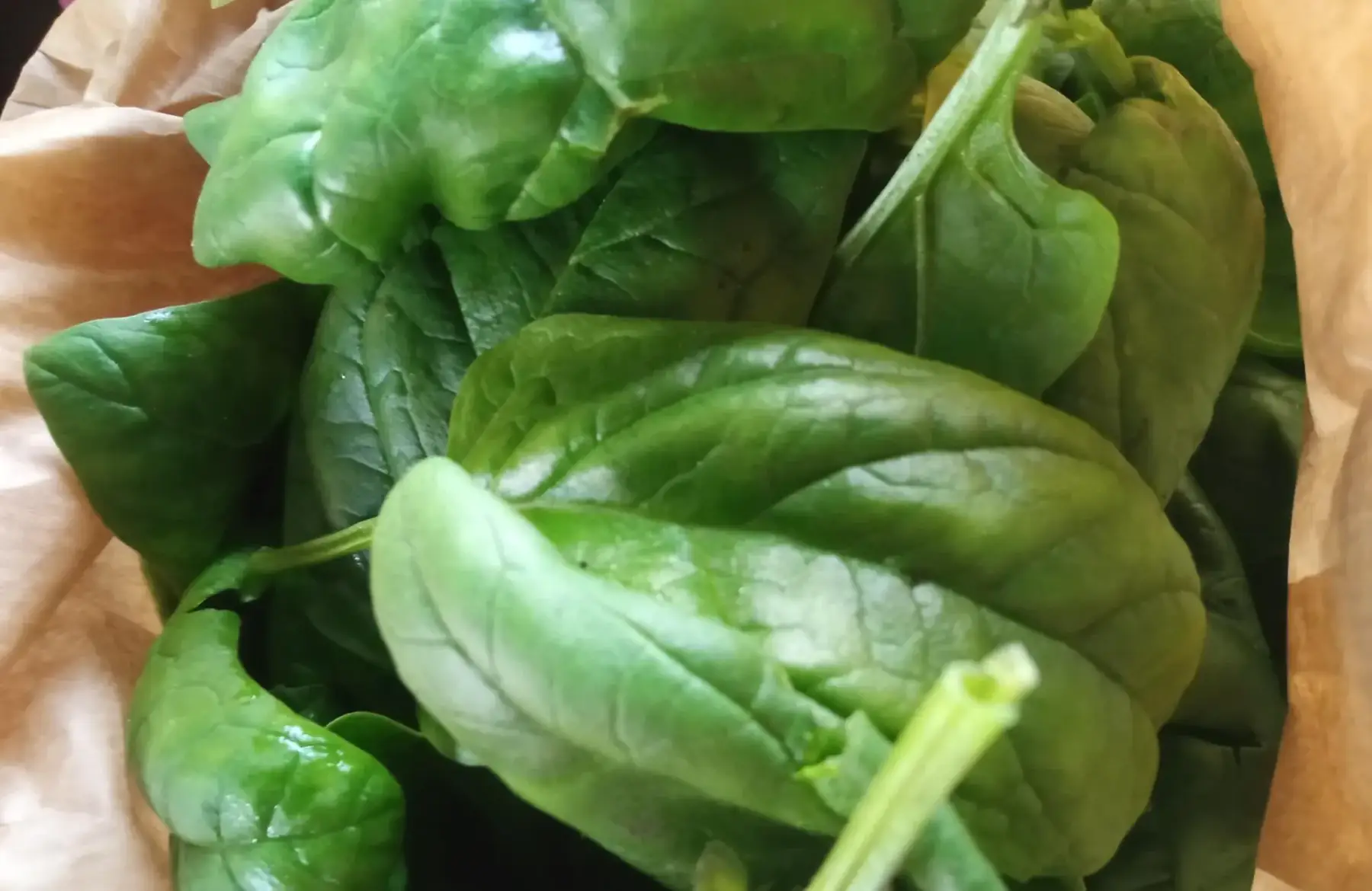 épinard jeune pousse