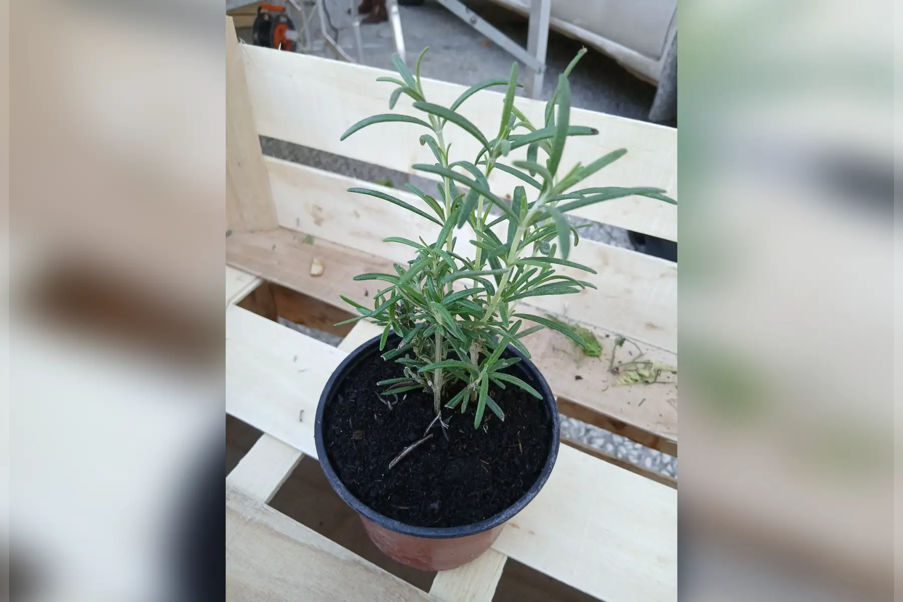 Plants de Romarin