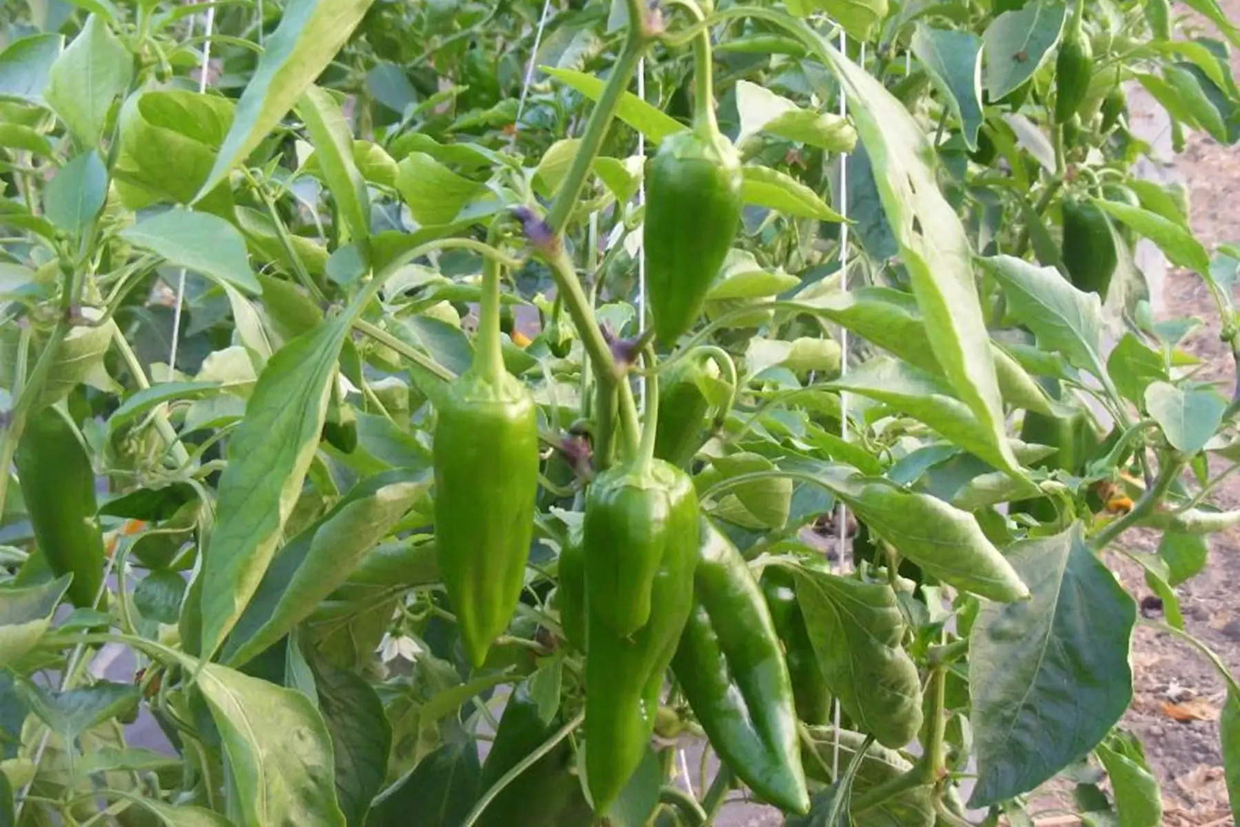 poivron corne de taureau