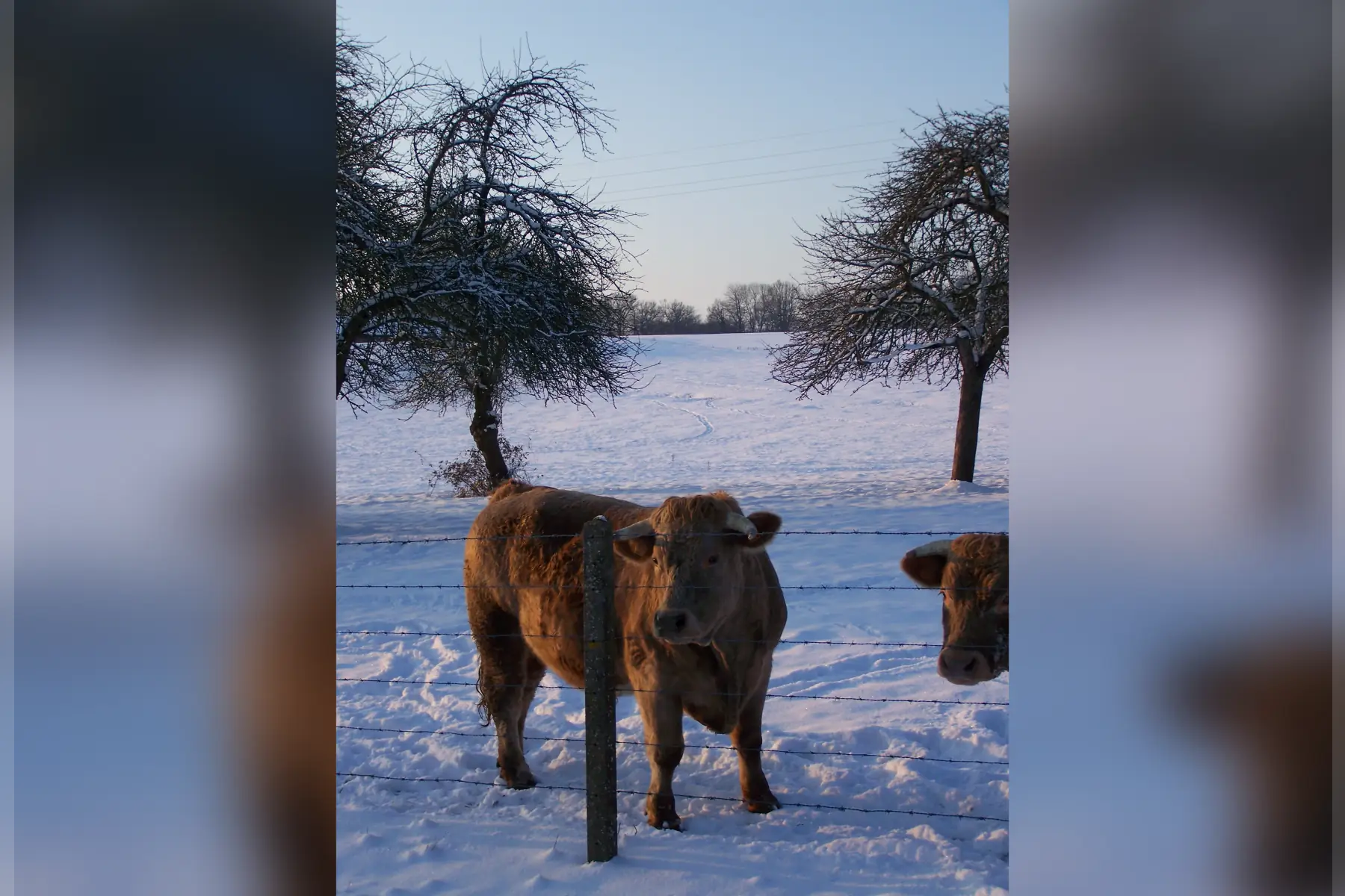 Préparation bouchère à base de viande de boeuf