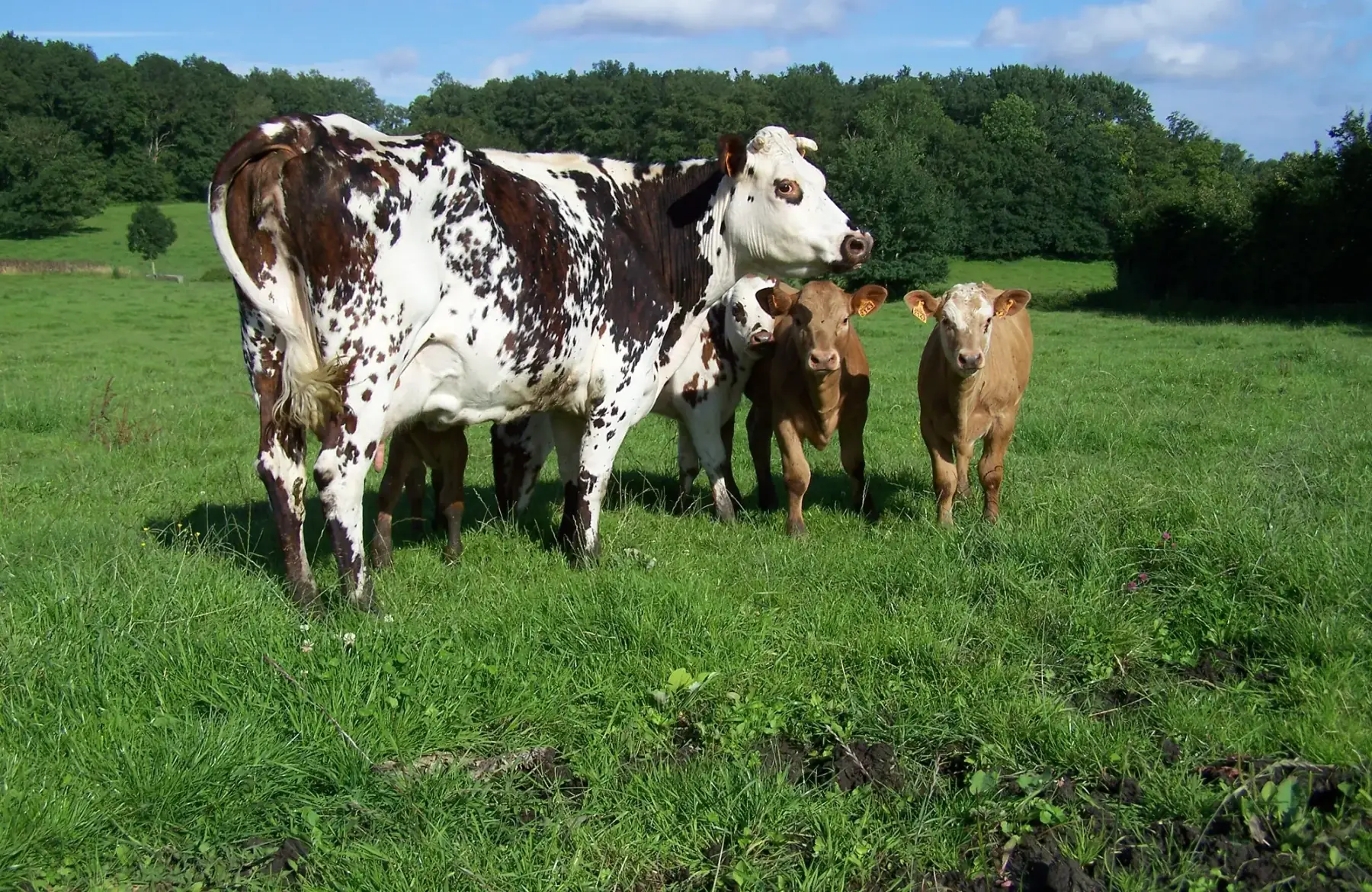 colis de viande de veau