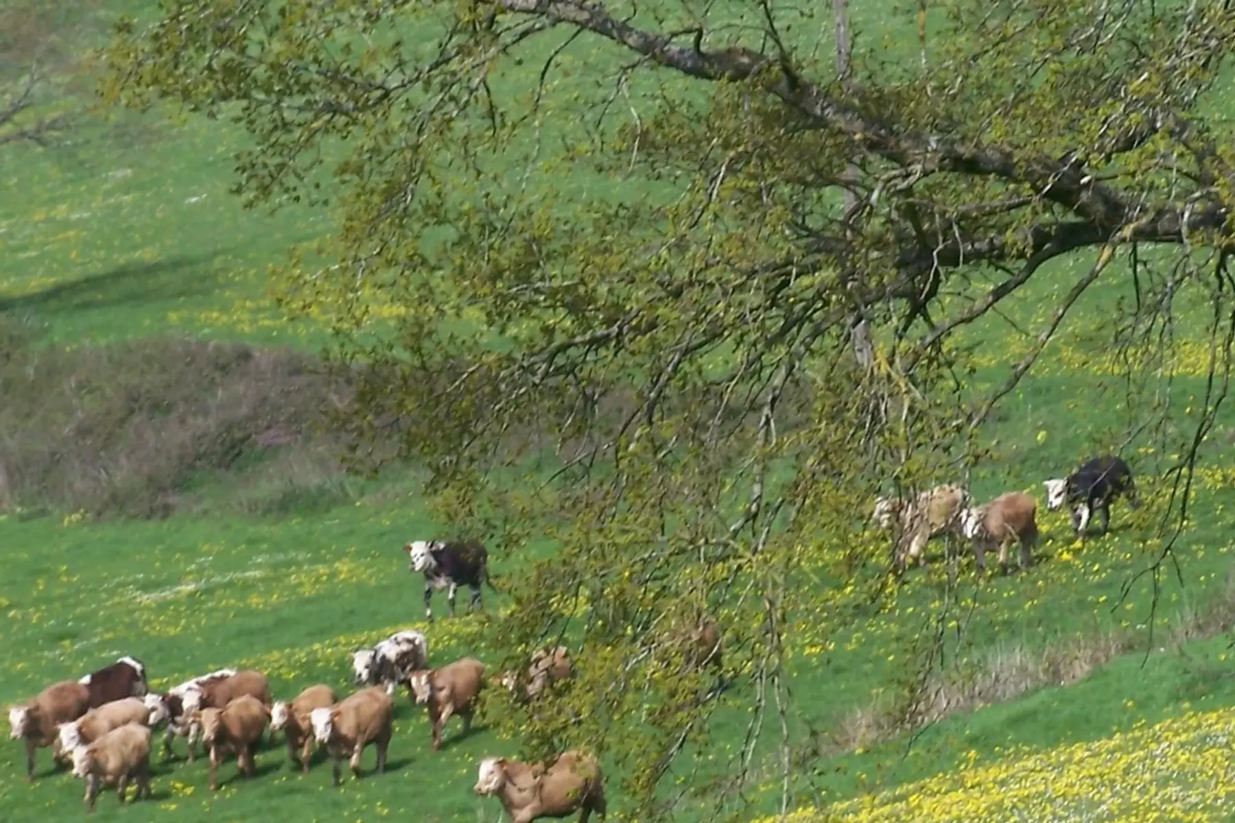 colis de viande de boeuf
