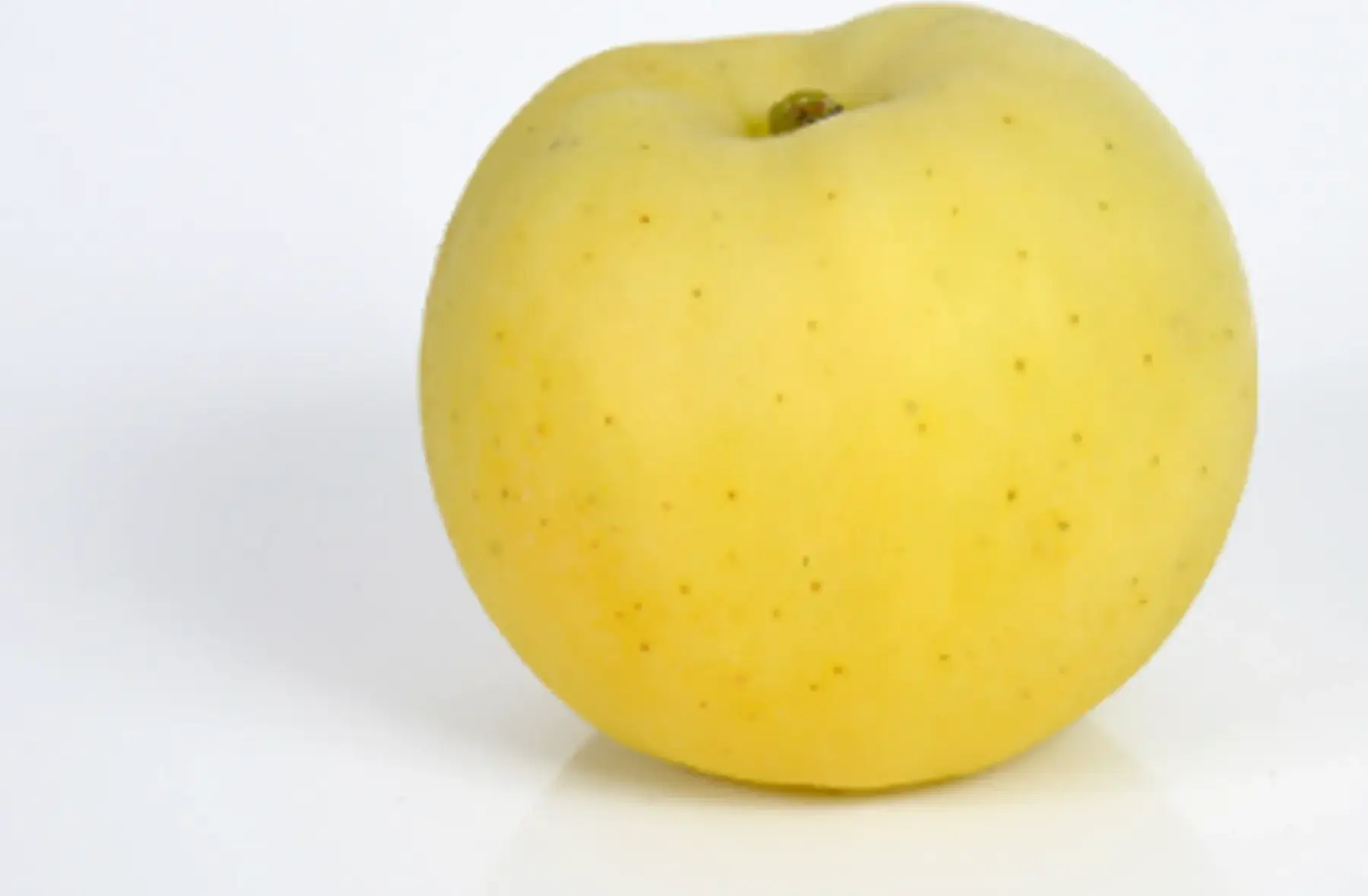 pomme à couteau lafayette