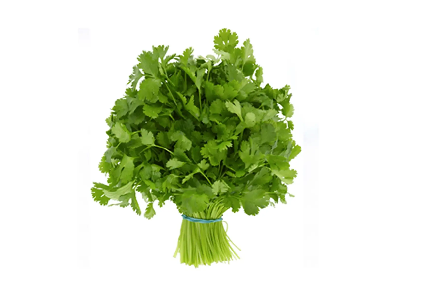 coriandre fraîche en botte