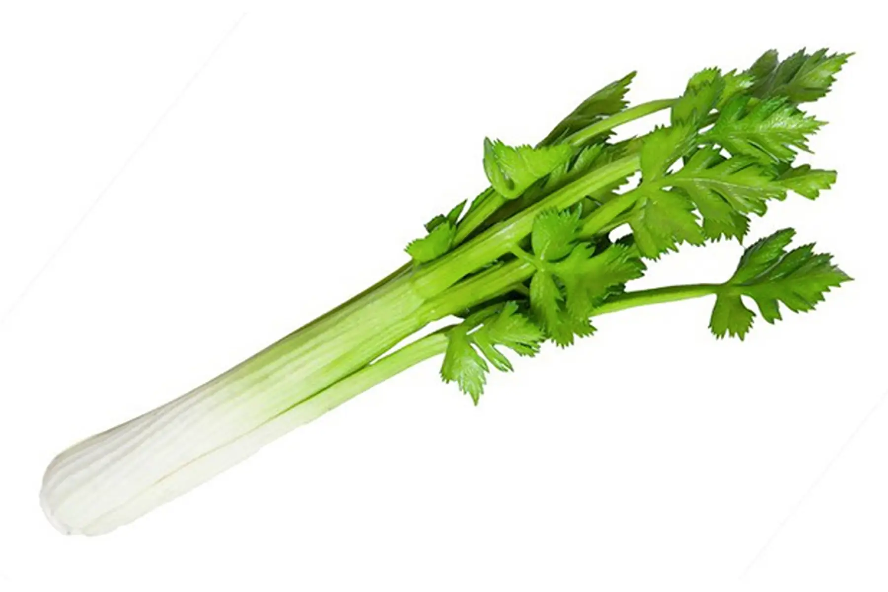 bouquet céleri-branche