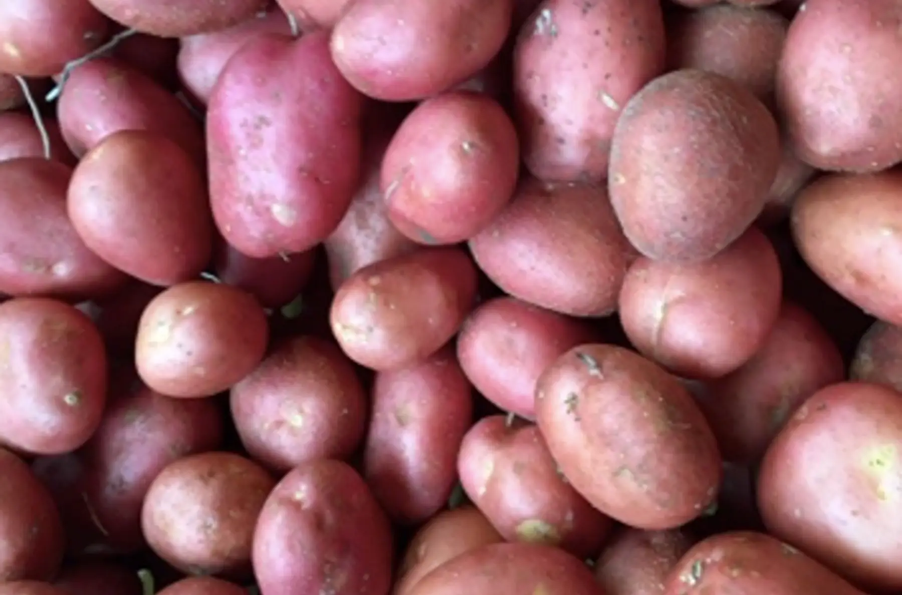 pomme de terre ferme cheyenne