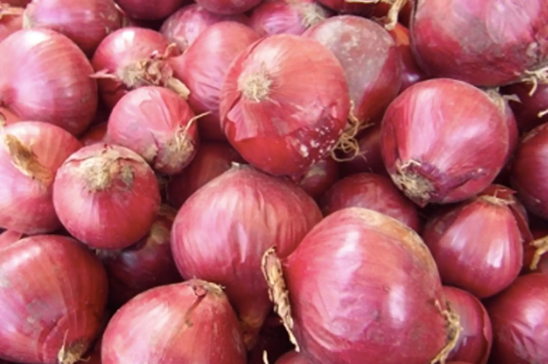 oignon rouge