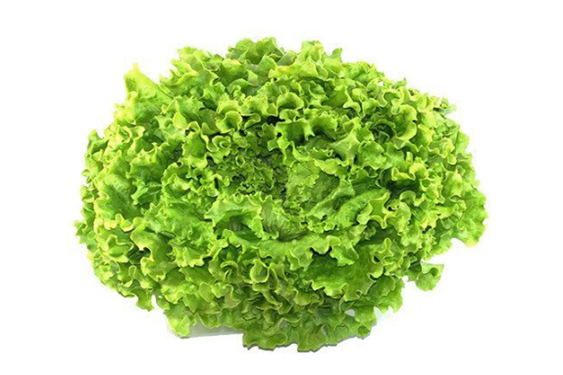 Salade Batavia rosé