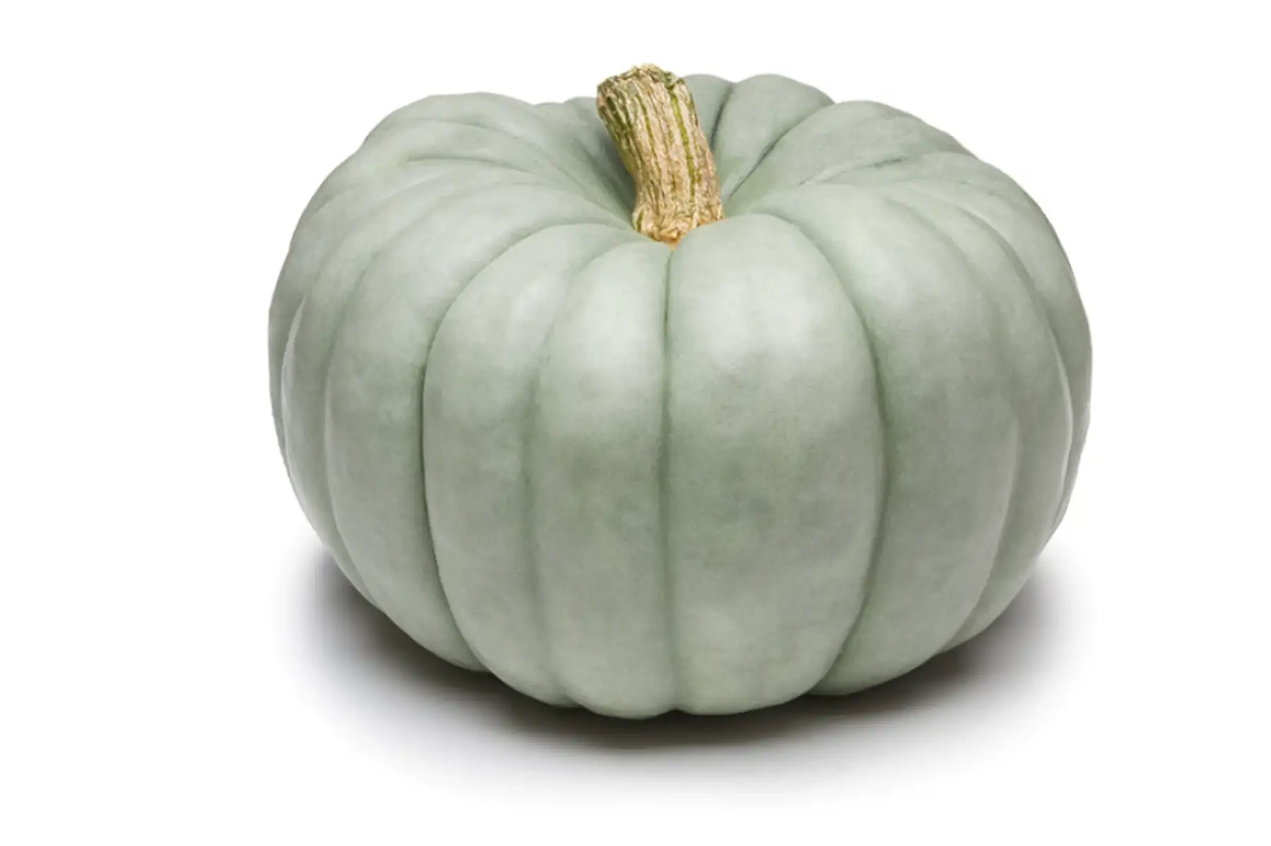 courge bleue de hongrie